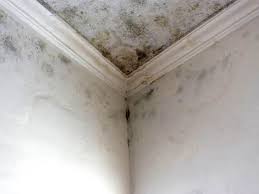 East Dundee, IL Mold Remediation Company